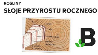 Słoje rocznego przyrostu  ROŚLINY  KOREPETYCJE z BIOLOGII  289 [upl. by Emanuela]