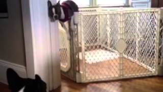 Boston Terrier jumps out of playpen [upl. by Garreth]