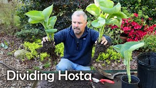 How to Divide Hosta [upl. by Kenna755]