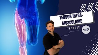 Les lésions MUSCULAIRES GRAVES Tendon INTRAMUSCULAIRE  En théorie [upl. by Emmalyn]