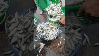 Sardine fish  seafood  fish market [upl. by Taffy]