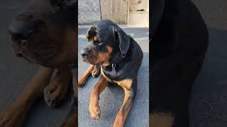 Rottweiler puppy with a cicada and no brains 😂 [upl. by Edelman98]