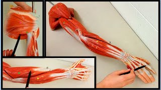 Muscles of the Arm and Forearm  Upper Limb muscles  MADE SIMPLE [upl. by Gunnar]