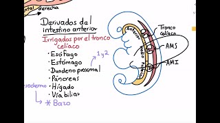 Anatomía estómago y duodeno Parte 2 [upl. by Eissahc719]