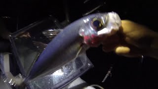 Night Fishing Hawaii Ventures  Akule amp Taape [upl. by Xanthe]