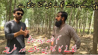 Poplar trees farming Tree farming in Pakistan Profitable farming IR FARMS [upl. by Jeb]