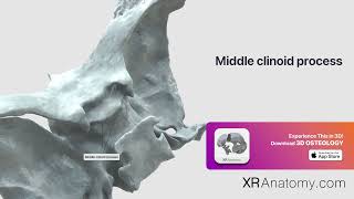 Middle clinoid process of sphenoid bone [upl. by Ermin]