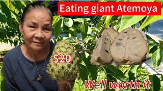 Eating giant Atemoya fruit a 2lbs 20 So delicious Well worth it [upl. by Okwu]