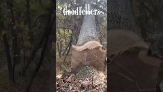 Flush Cutting a Giant Veneer Tree dangerous logger logging husqvarna stihl [upl. by Aicener]