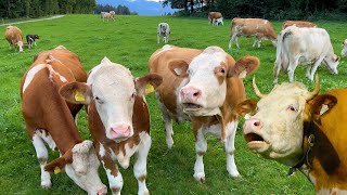 Kühe muhen  Tierstimmen für Kinder  Glückliche Rinder auf dem Bauernhof  KUH MUHT  cows mooing [upl. by Marcel265]