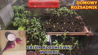 Pomidory Pory i Arbuzy z rozsady ZBIÓR RZODKIEWKI W DOMU  Uprawa warzyw w domu [upl. by Womack]