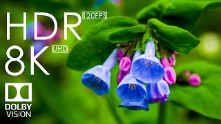 Colorful Spring with Sun and Flower 8K  8K HDR 60FPS Dolby Vision [upl. by Martel626]