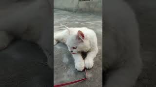 cat cute kitten cutecat pets youtubeshorts catvlog catcute monkeyshines cuteanimal [upl. by Alasteir]