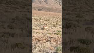 Nevada pronghorns nevada nature [upl. by Aundrea]