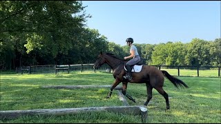 Cusp Trail and XC Adoptable Thoroughbred Gelding [upl. by Enayr]