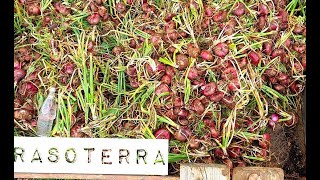 Le aziende dellAgricoltura Organica e Rigenerativa di Deafal la microFattoria familiare rASOterra [upl. by Atenik]