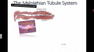 Malpighian Tubules IB Biology [upl. by Suzan]