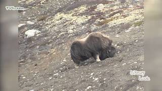 LibraryLook Muskusos  Musk Ox  Ovibos moschatus [upl. by Elsilrac]