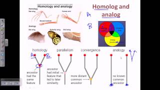 Bioinformatics part 17 homolog analog xenolog [upl. by Auberta]