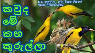 කහ කුරුල්ලා ගැන විස්තර  කහ කුරුල්ලා ගැන තොරතුරු  kaha kurulla details in sinhala  kaha kurulla [upl. by Eslehc]