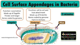 Which are the Cell Surface appendages of Bacteria Flagella Pili and Fimbriae [upl. by Malamut386]