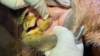 Removing Tartar From An Equine Tooth [upl. by Iggem]