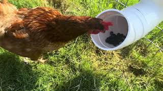 Automatic NoWaste PVC Chicken Feeder  RatProof w Hanging Lid  Ideal for Poultry amp Chicken Coops [upl. by Heshum]