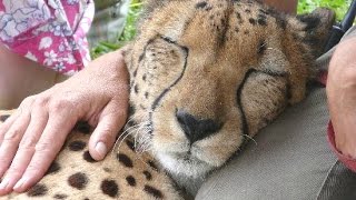 Cheetah Purring  A Cute Big Cat Videos Compilation [upl. by Anivlek]