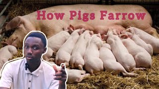 The Farrowing process of a Pig Tips for successful Farrowing [upl. by Azilem190]