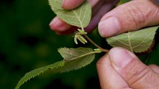 Ostrya virginiana  Hop Hornbeam [upl. by Rhea]