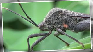 Leaf Footed Bug Acanthocephala terminalis [upl. by Errecart]