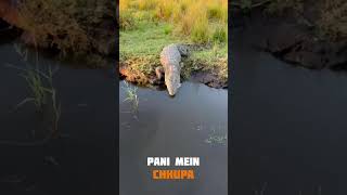 Magarmacch 🐊🙅facts tigons animalfacts animals ytshorts animalknowledge [upl. by Naired]