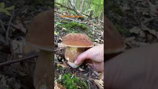 Boletus ReticulatusJuly 2024 asmr asmrmushrooms fungi boletus porchini mushroomhunting [upl. by Louanne324]