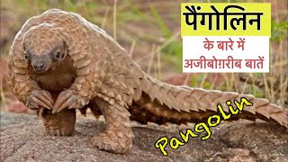 पैंगोलिन पाणी के बारे में 22 रोचक तथ्य  Interesting facts about pangolin in Hindi [upl. by Noryd]