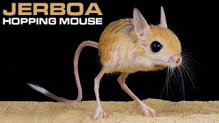 JERBOA  Hopping Desert Rodent Cute But Deadly [upl. by Namso]