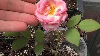 Growing Roses From Seed Final Update [upl. by Nydnarb44]