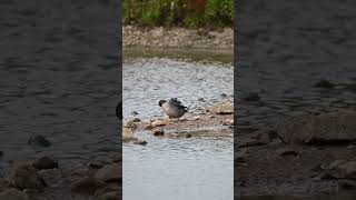 Garganey Duck preening garganey ducks birds wildlifebirding nature [upl. by Olleina]