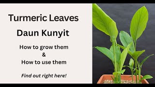 What are Turmeric Leaves Daun Kunyit How to Use Them and How to Grow Them [upl. by Aramad110]