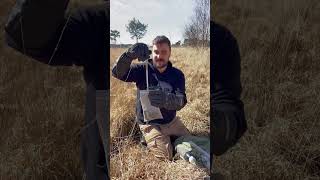 European adder Vipera berus monitoring in Flanders [upl. by Aicnatsnoc]