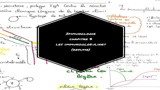 Immunologie chapitre 3  les immunoglobulines resume [upl. by Derriey632]