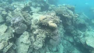 Snorkeling on Ningaloo Reef in Exmouth [upl. by Filler]