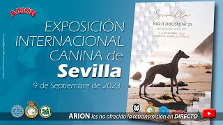 Exposición Internacional Canina de Sevilla 2023 [upl. by Anitra]