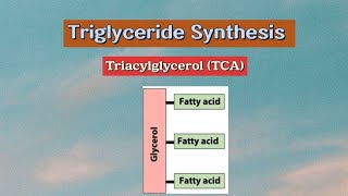 Triglyceride Synthesis Triacylglycerol TCA metabolism biochemistry lipids [upl. by Meek342]