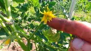 How to Pollinate Tomato Flowers By Hand  Where Are The Pollinators [upl. by Enisamoht]