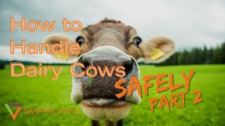 How to Handle Dairy Cattle Part 2 [upl. by Katya]