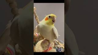 Cocktail singing song parrot baby cocktail singingsong viralvideo parrot viralshort birdslove [upl. by Rickey]