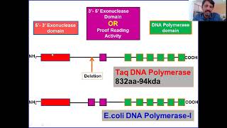 Taq DNA Polymerase Thermus aquaticus PCR [upl. by Rimidalv]