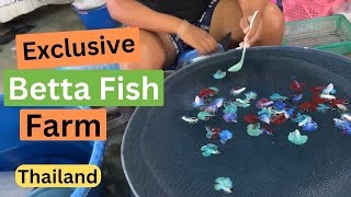 Largest Betta Fish Farm in Thailand  See How They Breed Them [upl. by Alemac]