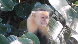 Mono Carablanca  White faced Monkey  Cebus capucinus [upl. by Htabazile396]