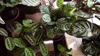 Calathea and Maranta Care Tips [upl. by Banyaz]